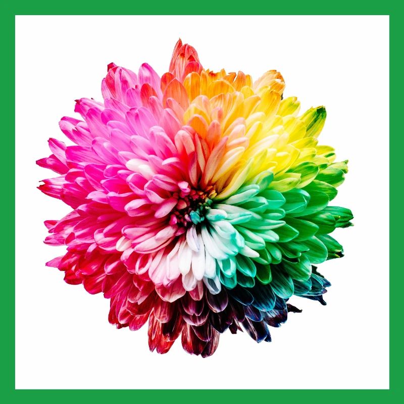 Rainbow Blossom Explosion