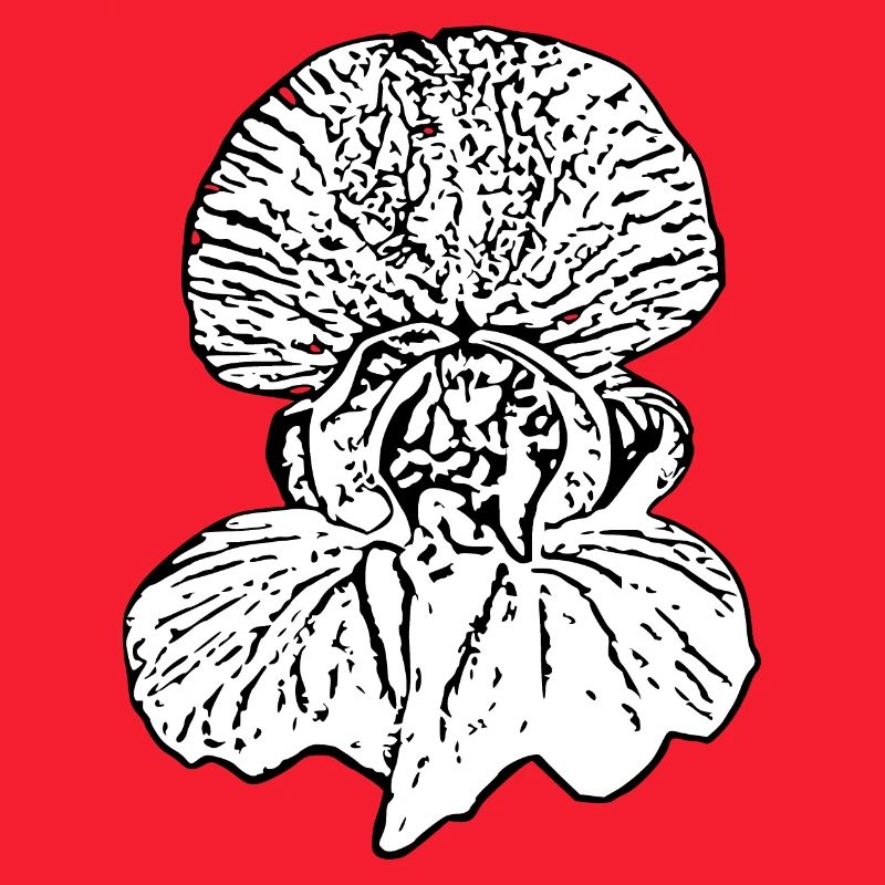 Fleur, Blanc, Fleurs, Fleur Blanche, Orchidée