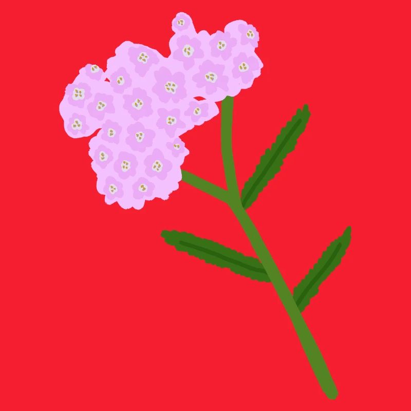 Grappe de fleurs d’achillée pastel