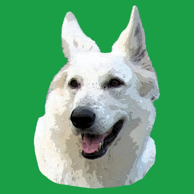 White Shepherd
