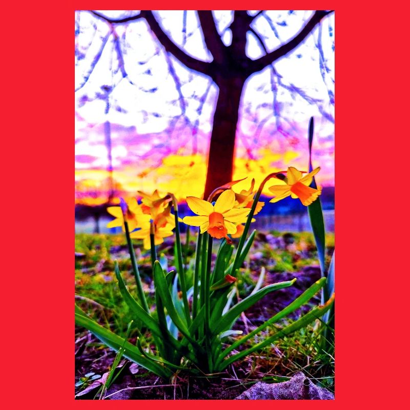 Daffodils at sunset
