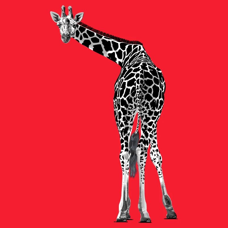 Giraffe greets friendly