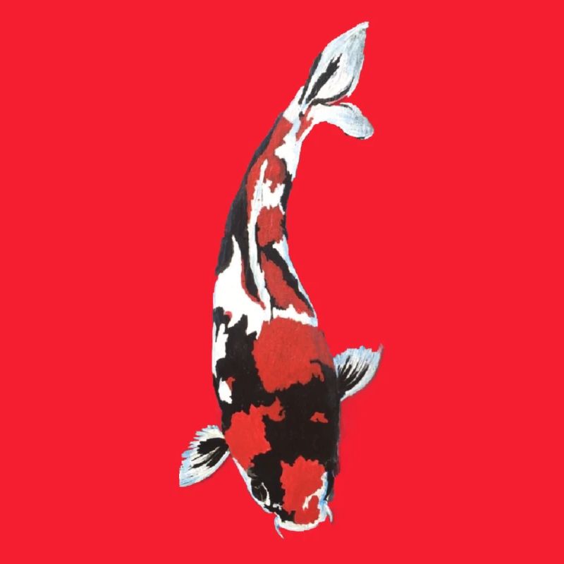 Koi Carp Splash: Red White Black