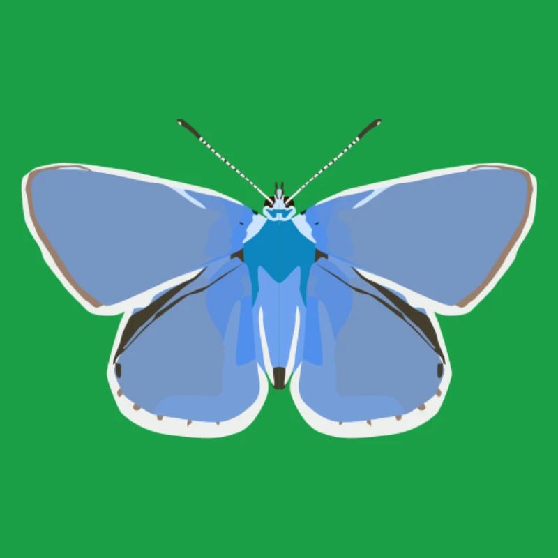 Schmetterlinge: Der gemeine Bläuling