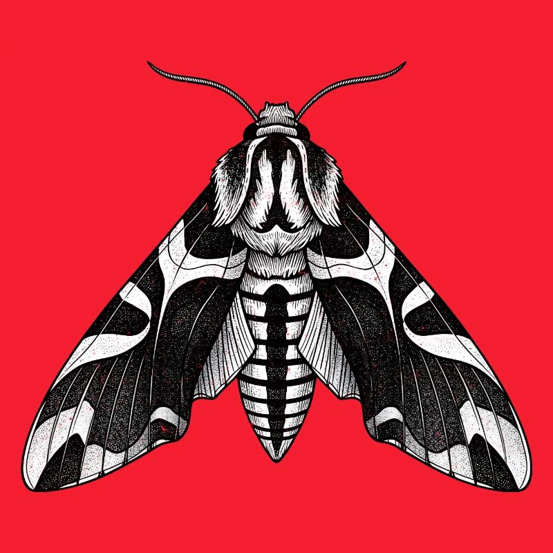 Moth Shadow Pattern Moth Black Moth