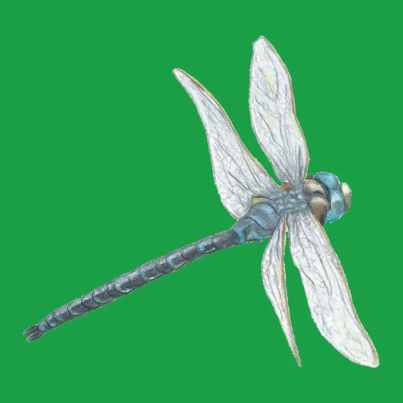 Illustration de libellule sarcelle