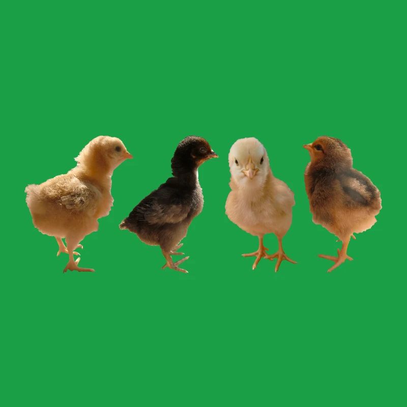 Chick