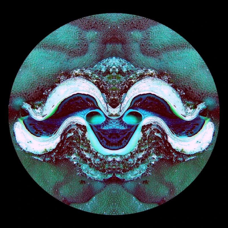 Nature Mandala Smiling Shell