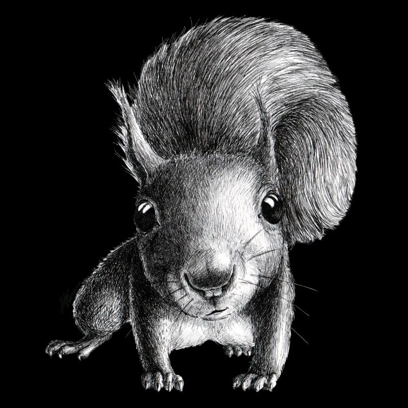 Eichhörnchen