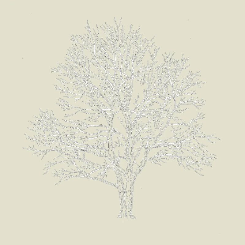 Weißer Baum Silhouette Eiche Wald Natur 