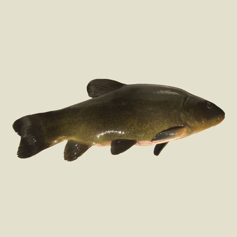carpe (poisson)