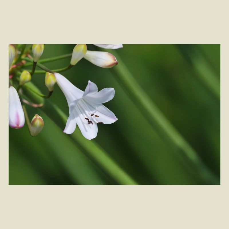Macro de la fleur de lys blanc