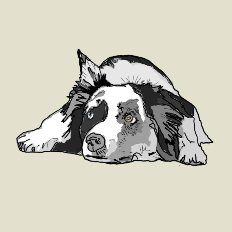 Australian Shepherd