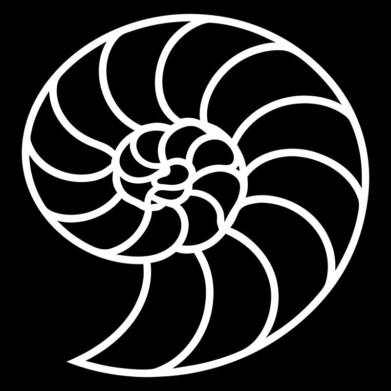 Spirale Nautile Blanche