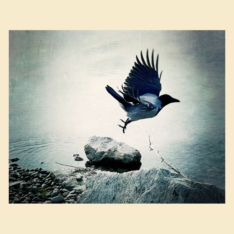Crow's Flight