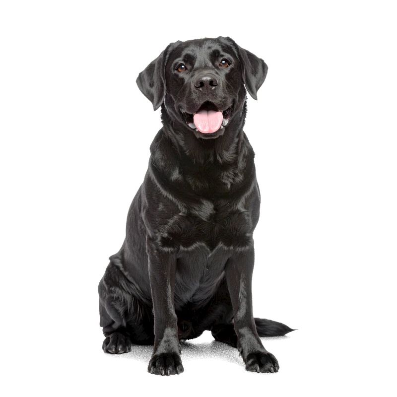 Black Labrador – Loyal, Lovable & Charming