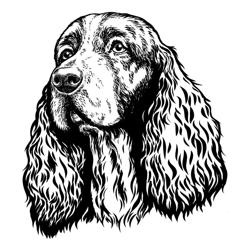 Spaniel Portrait