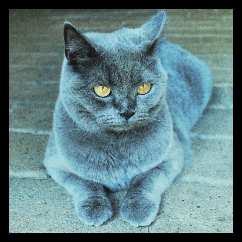 Grau Blau Katze mit Goldenen Augen