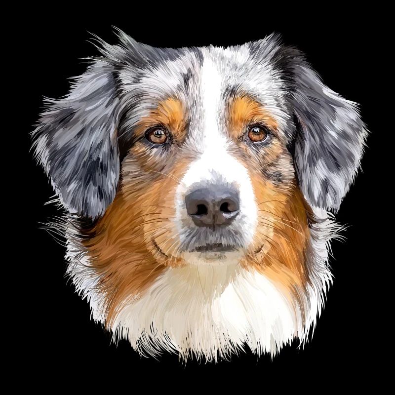 Australian Shepherd