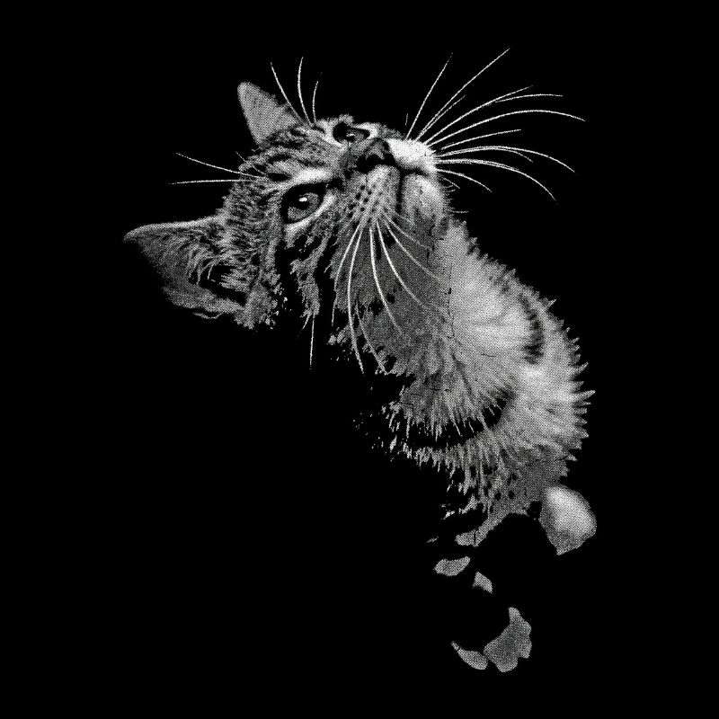 Regard de chat ronronnant en niveaux de gris