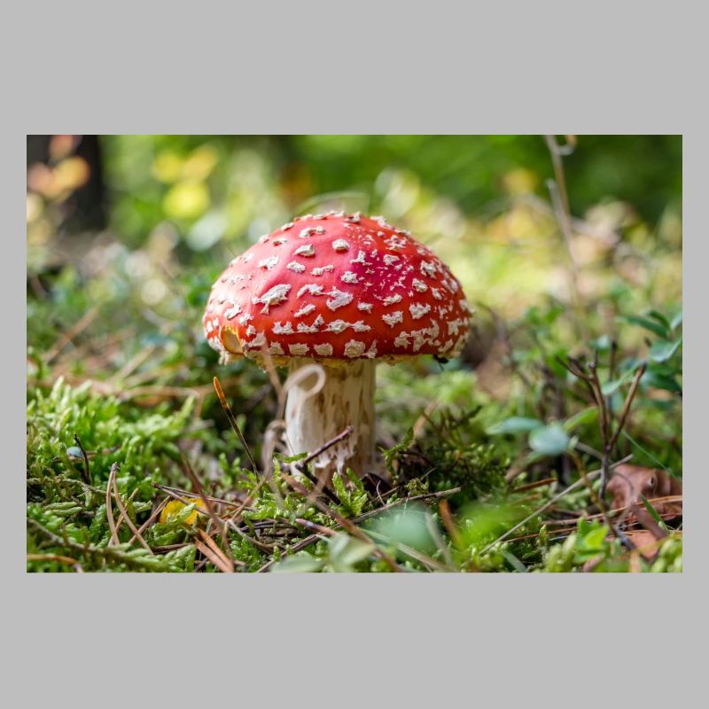 Toadstool