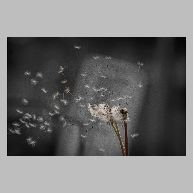 Dandelion blowing in the wind