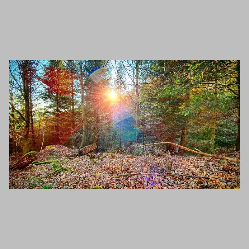 Lumière du soleil dans la forêt d’automne