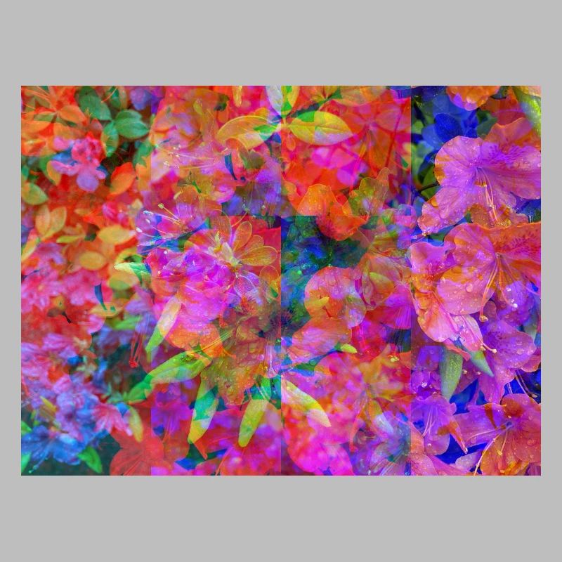 Collage de Fleurs d’Explosion de Couleur