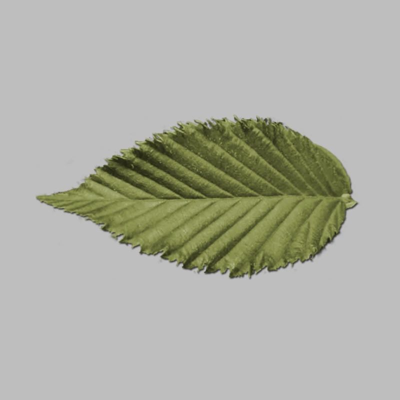 Leaf Structure Olive Green Pattern