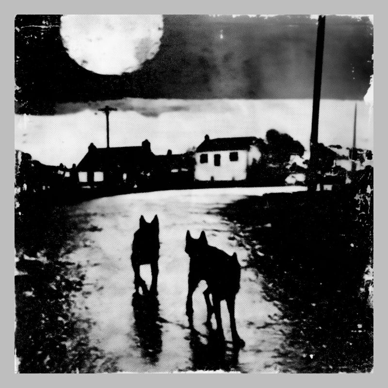 Moonlit night with two dogs