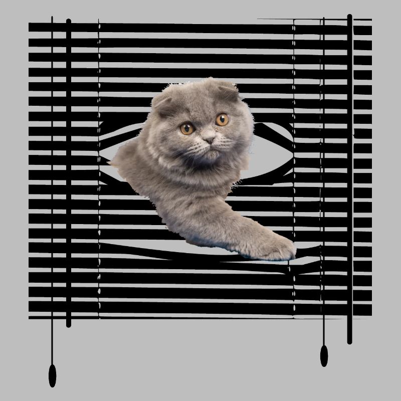Mon chat s'évade