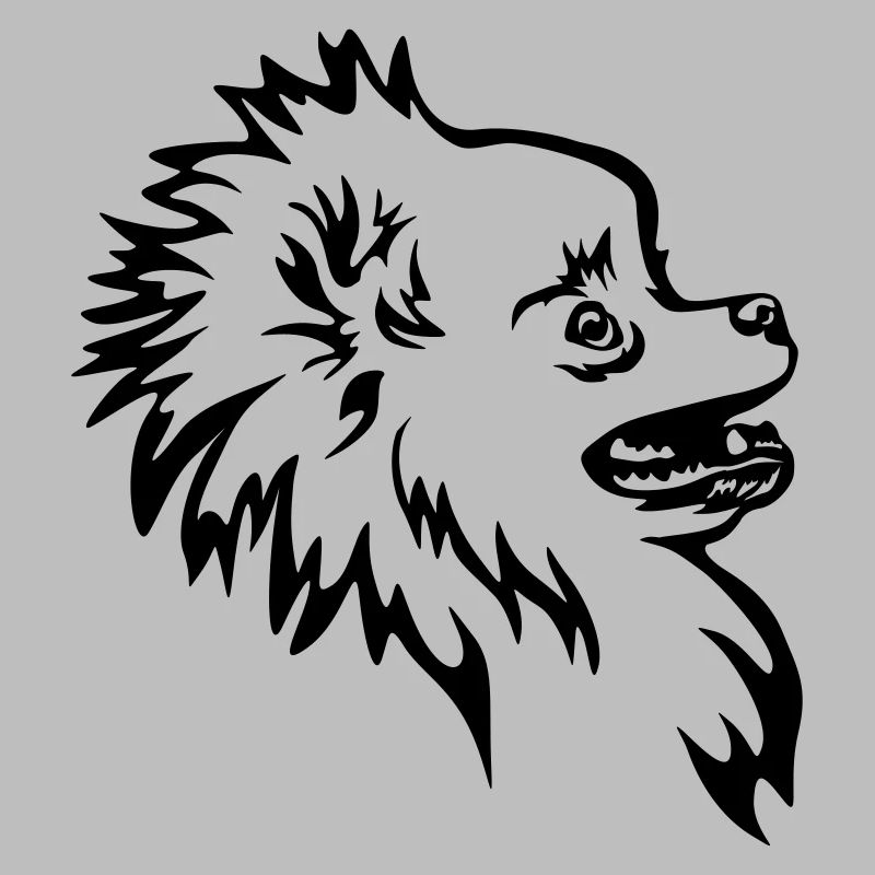 Zwergspitz head