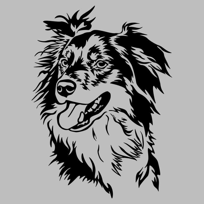Border Collie head