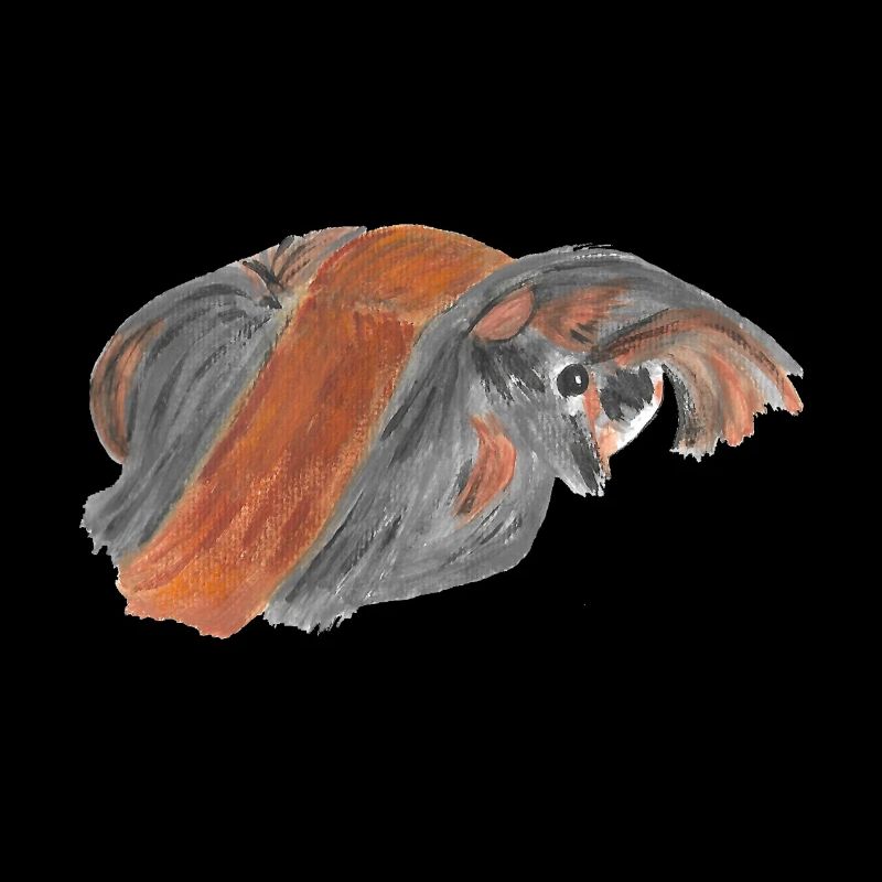 Cochon d'inde péruvien