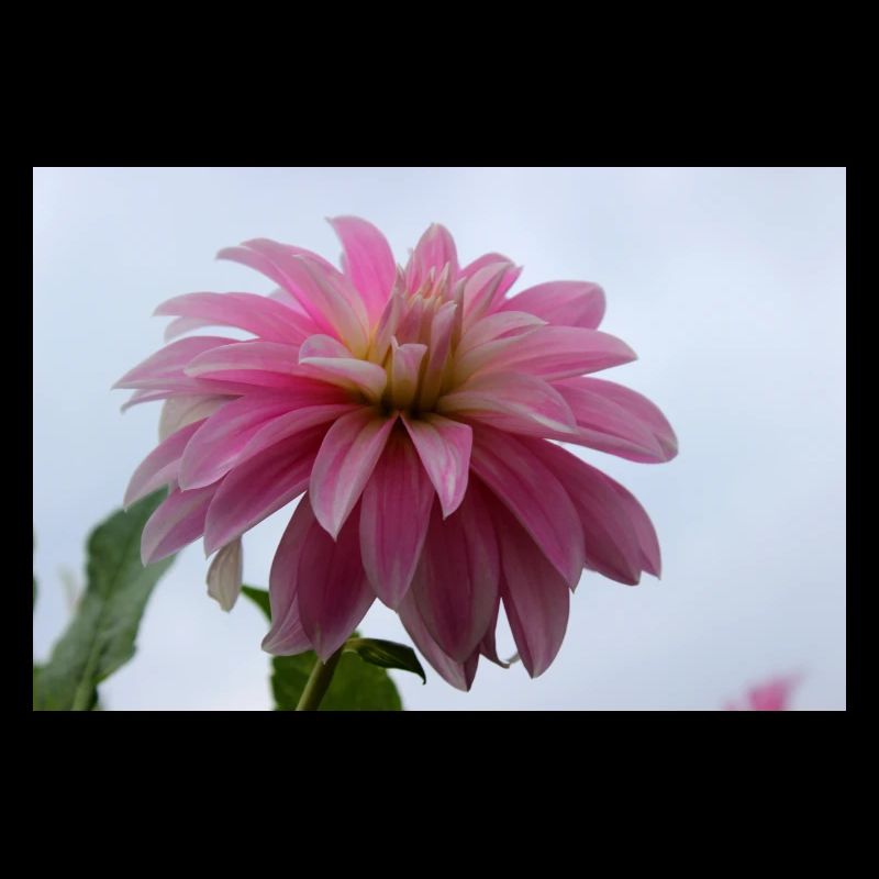 Dahlia rose rose fleur, fleur
