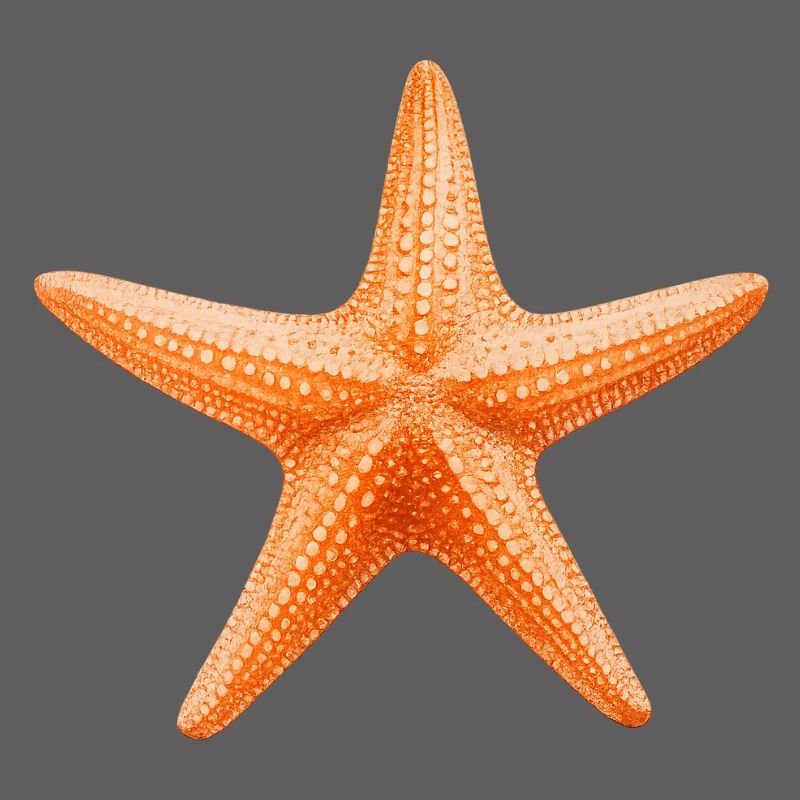 Conception de la plage Orange Starfish