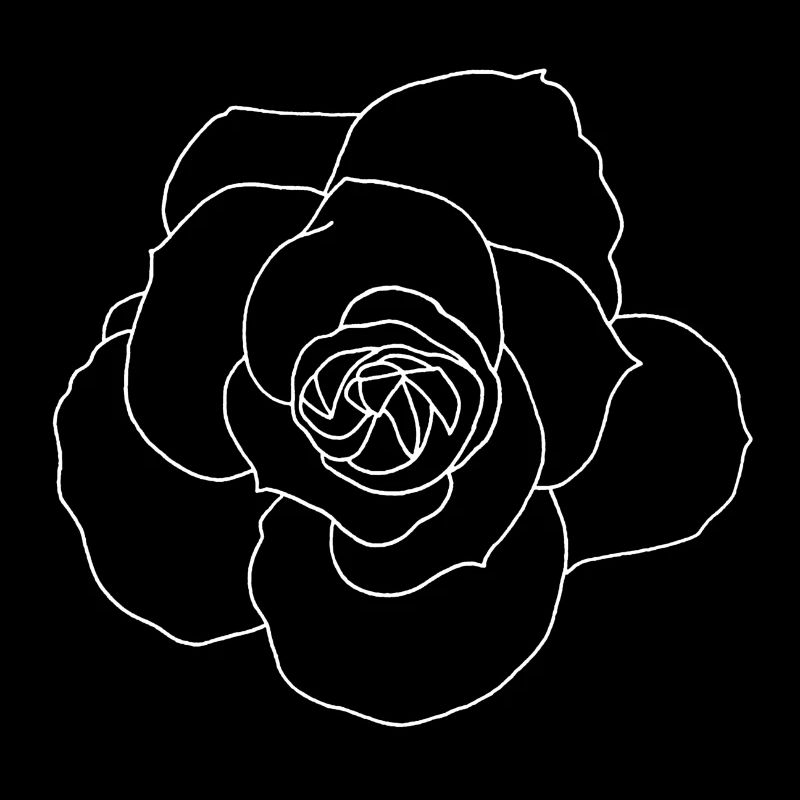 Rose blanche
