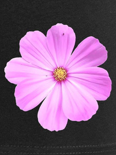 fleur