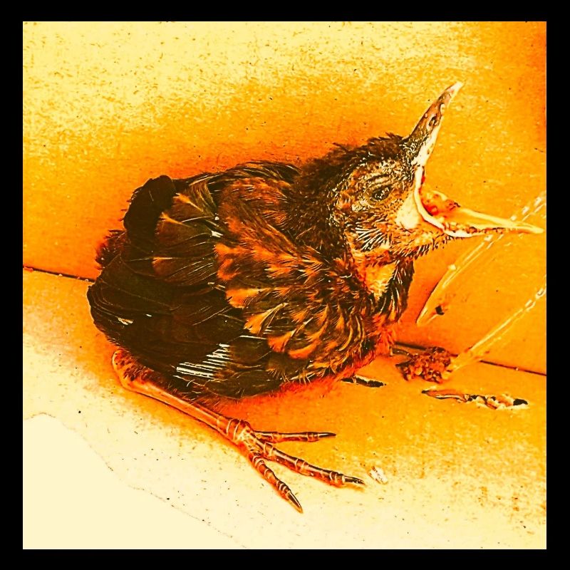 Hungrige Amsel