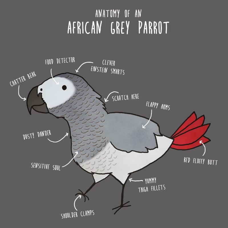 Anatomie du python royal