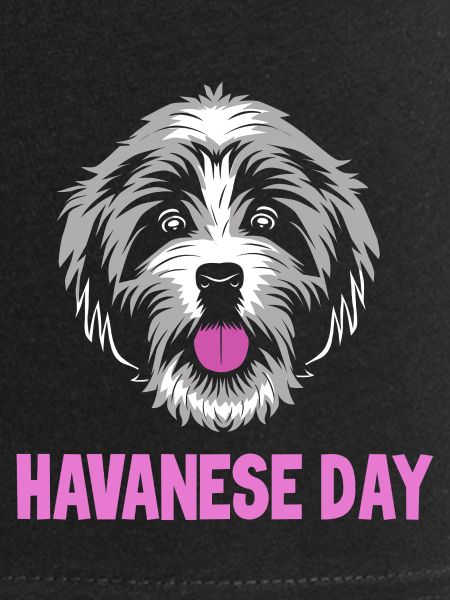 Havanese dog