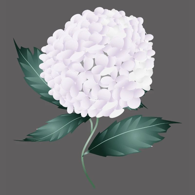 White hydrangea blossom – elegance and lightness