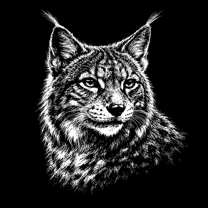 Lynx - realistic lynx graphics