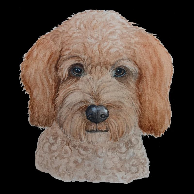 Labradoodle