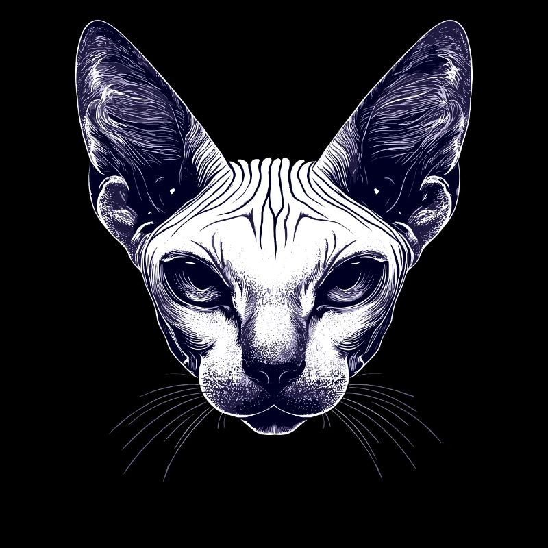 Chat Sphynx Chat Sphynx Chat Canadien Mignon Sphinx