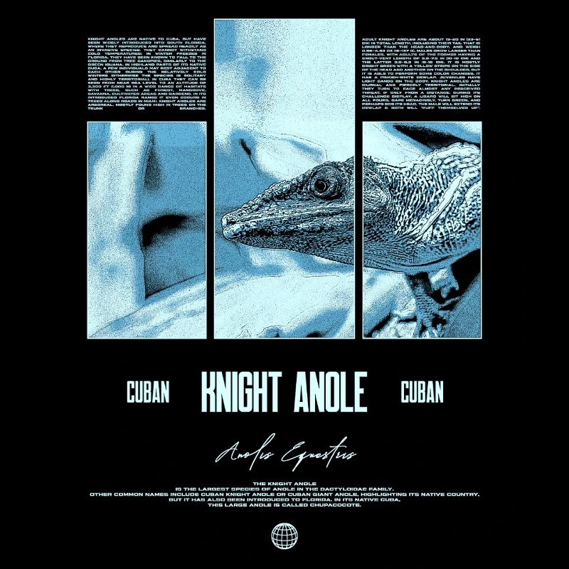 Cuban Knight Anole Lizard Owner Reptile Keeper