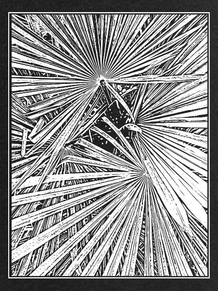 Palm trees