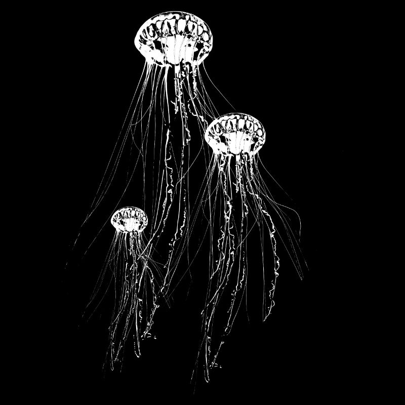 Jellyfish