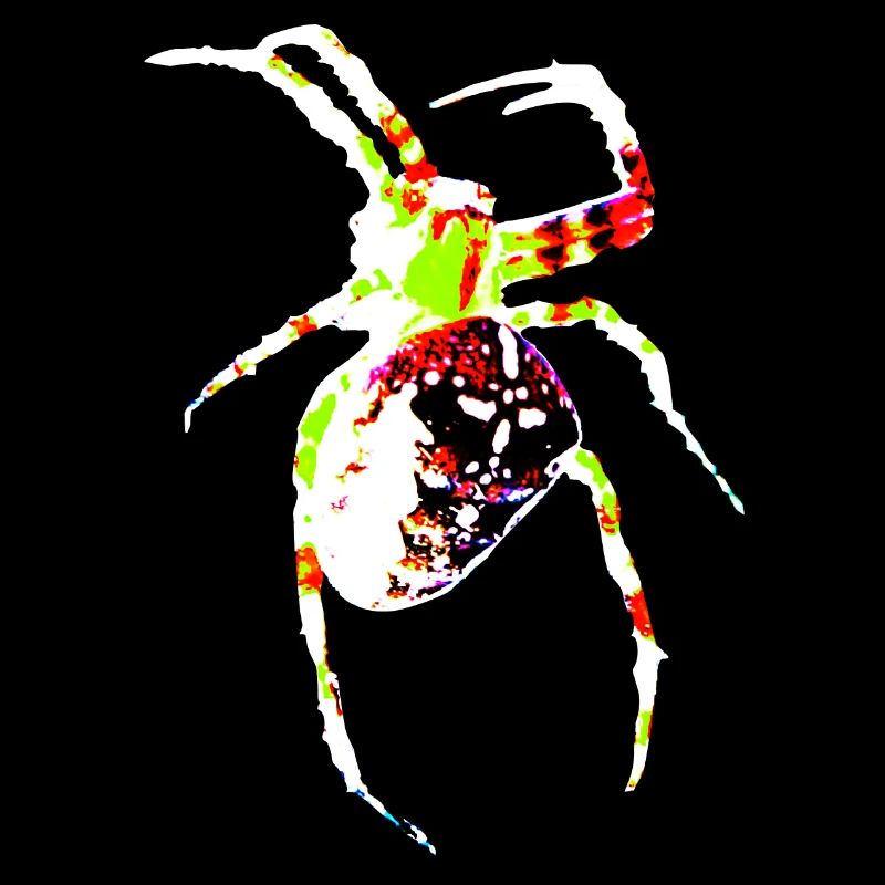 Araignée aux couleurs vives