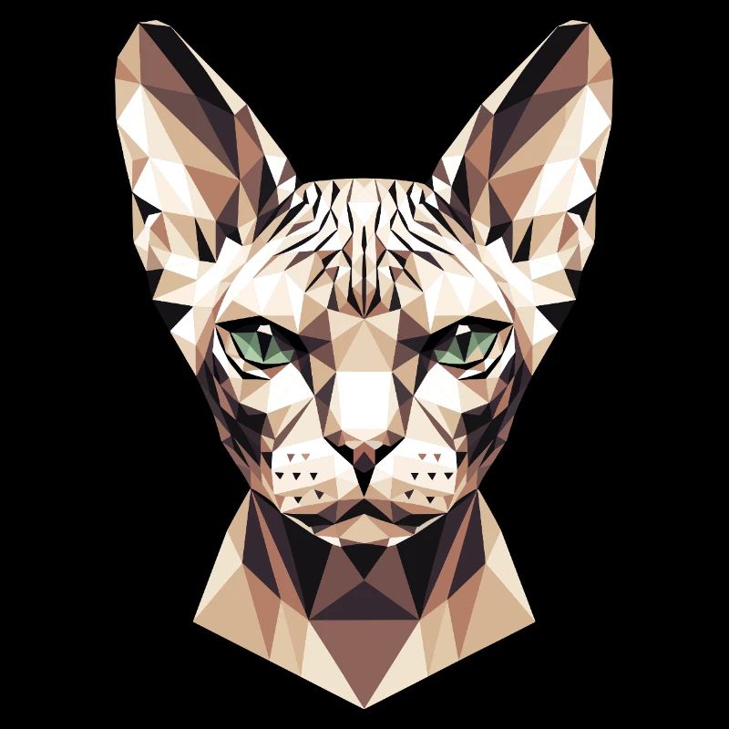 Sphynx Chat Sphynx Chat Chat Canadien Sphinx mignon